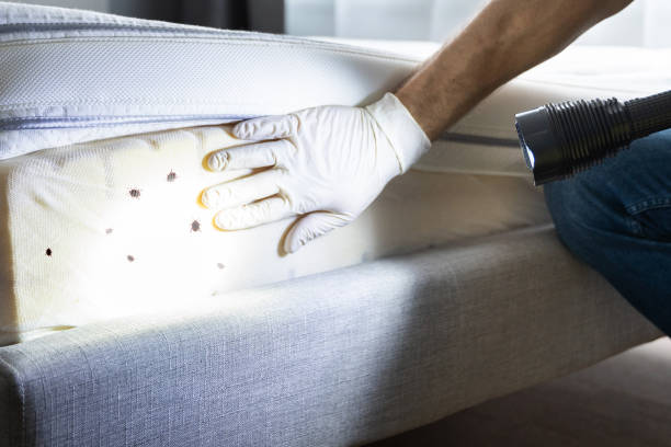 Best Exterminator Services  in Seeley, CA