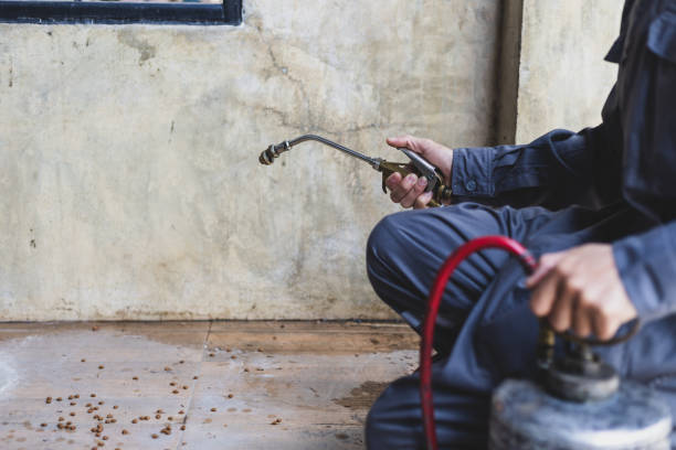 Best Rat Extermination Near Me  in Seeley, CA
